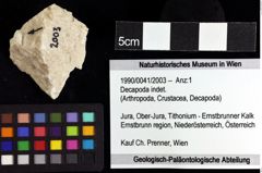 Foto (Objket + Etiketten) von Decapoda indet. 